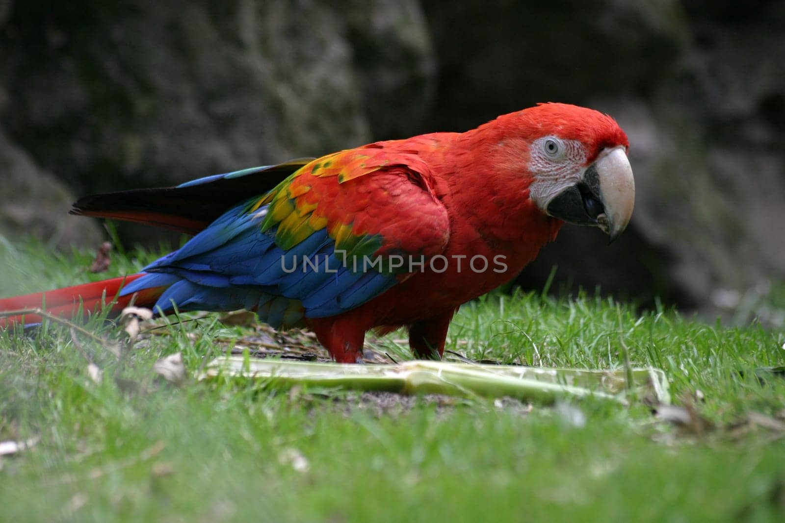 Green-winged Macaw