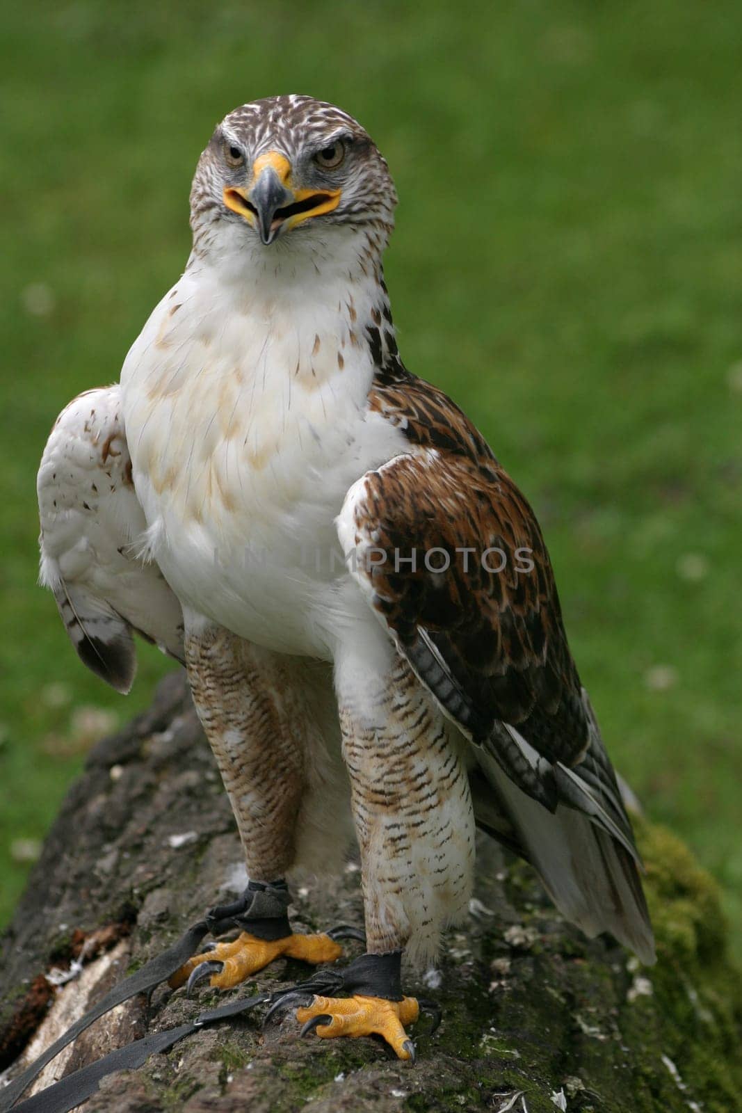 Royal Rough-footed Buzzard
