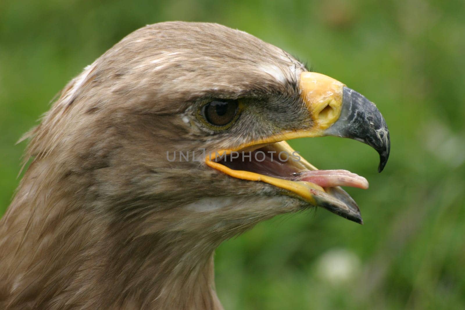 Steppe eagle