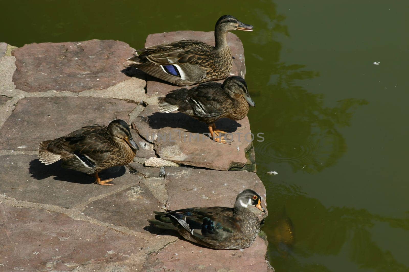 Duck Launch Site