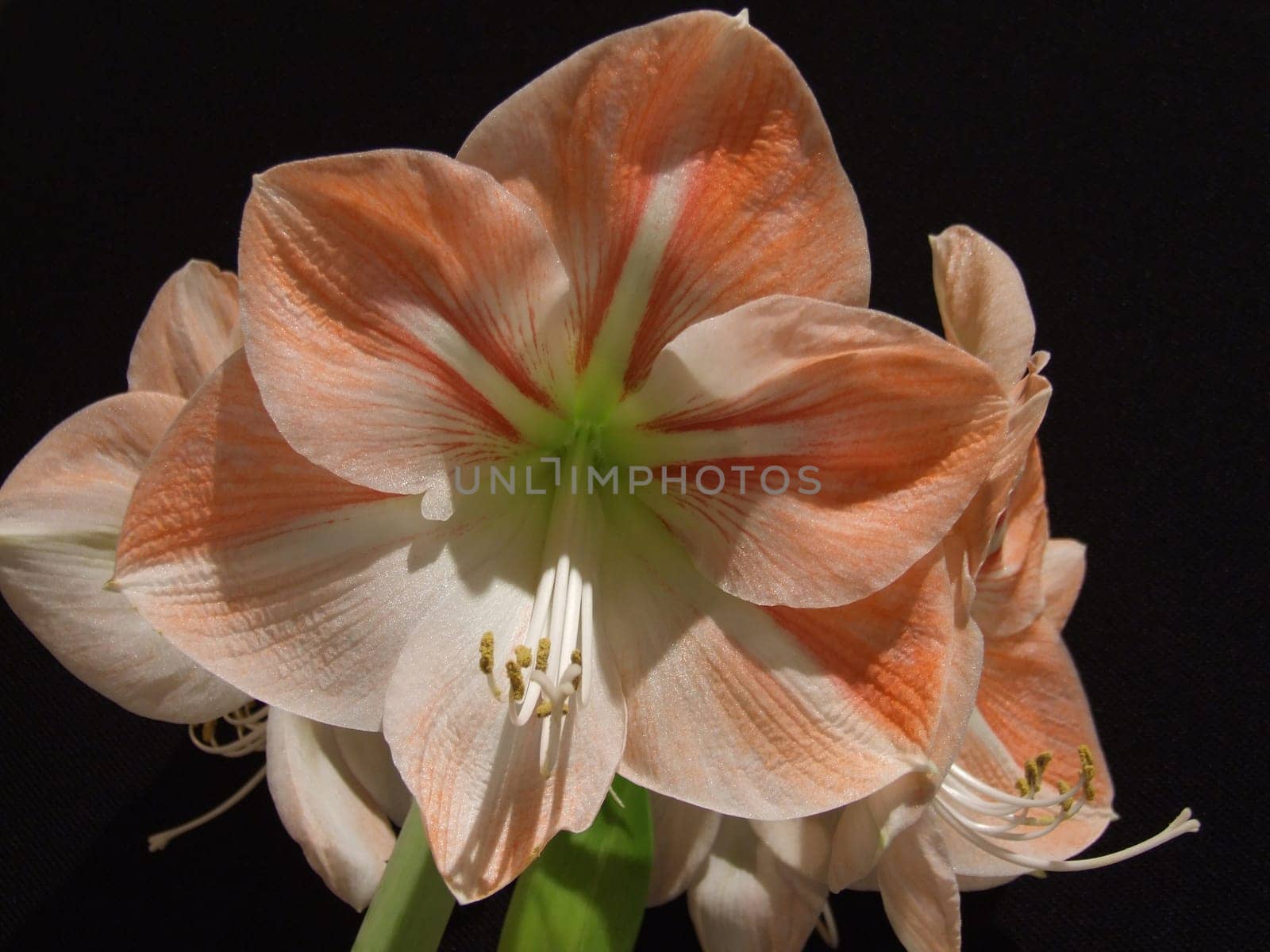 Amaryllis II