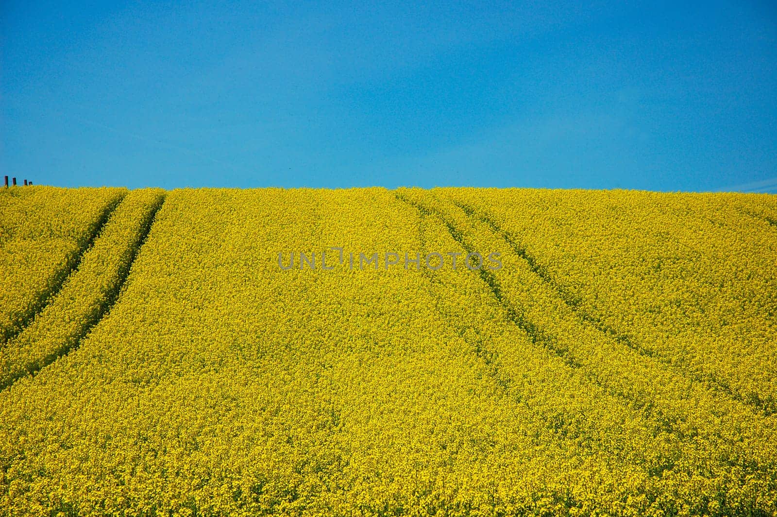 Nature in yellow-blue