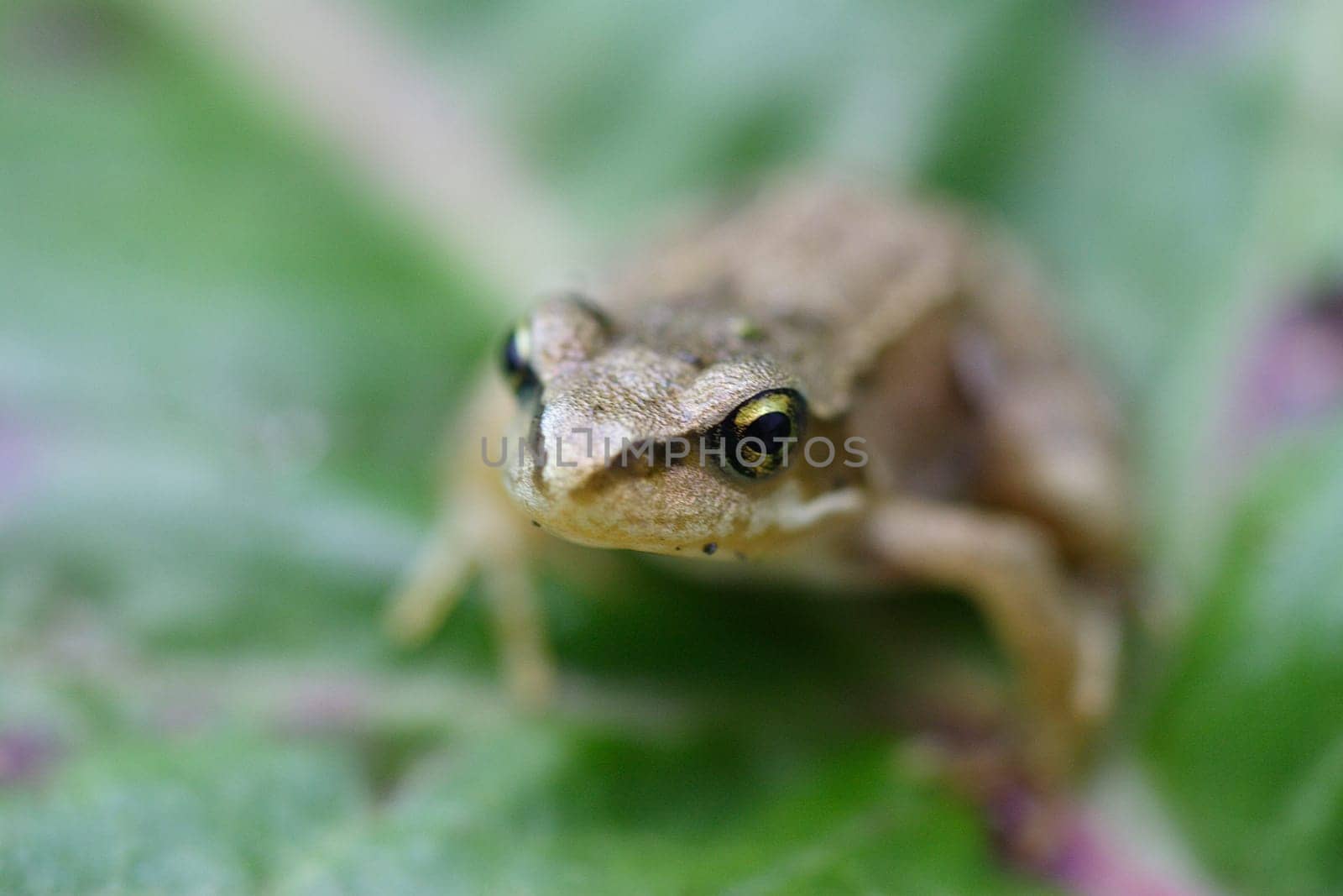 Frog