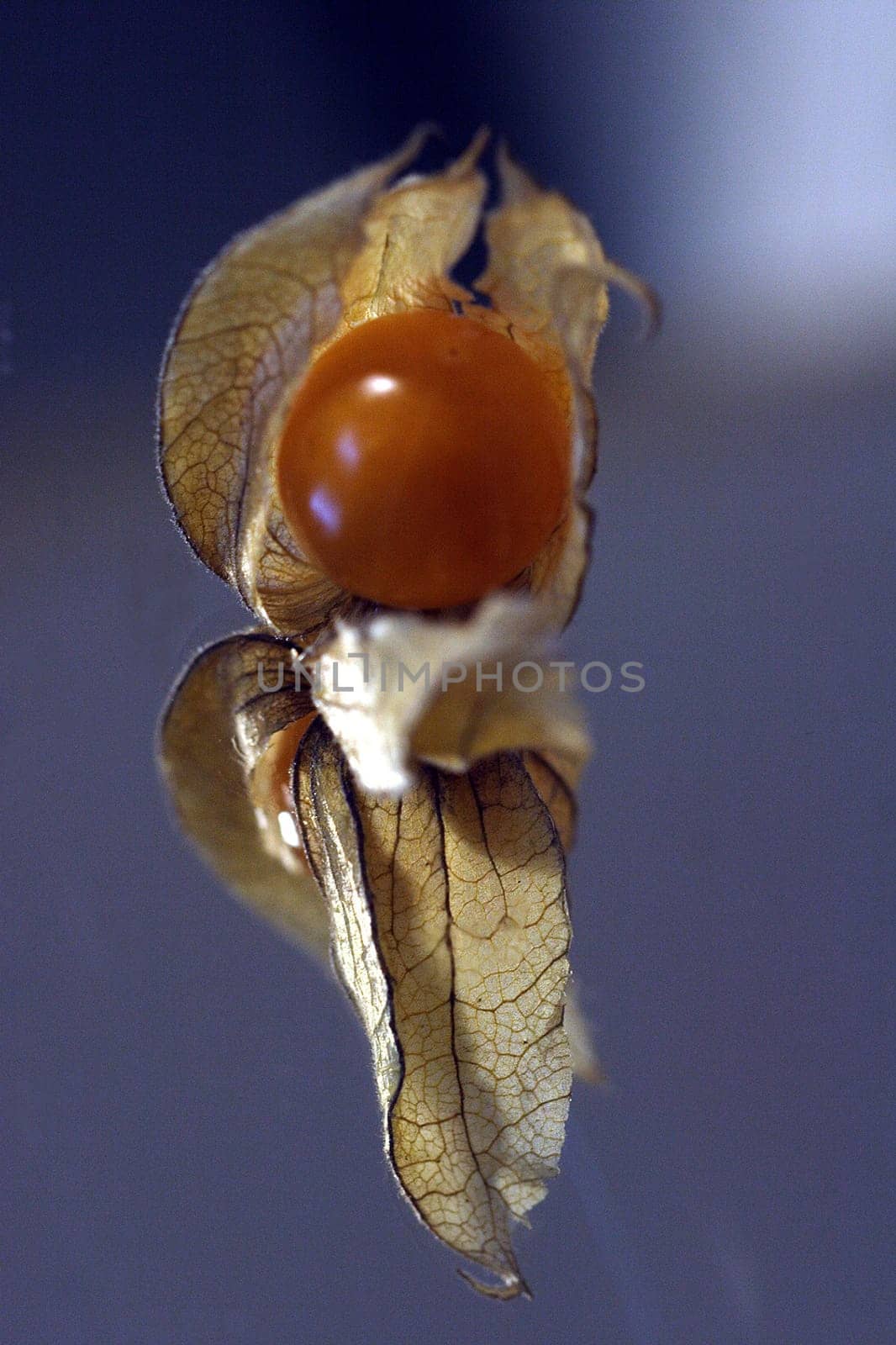 Physalis