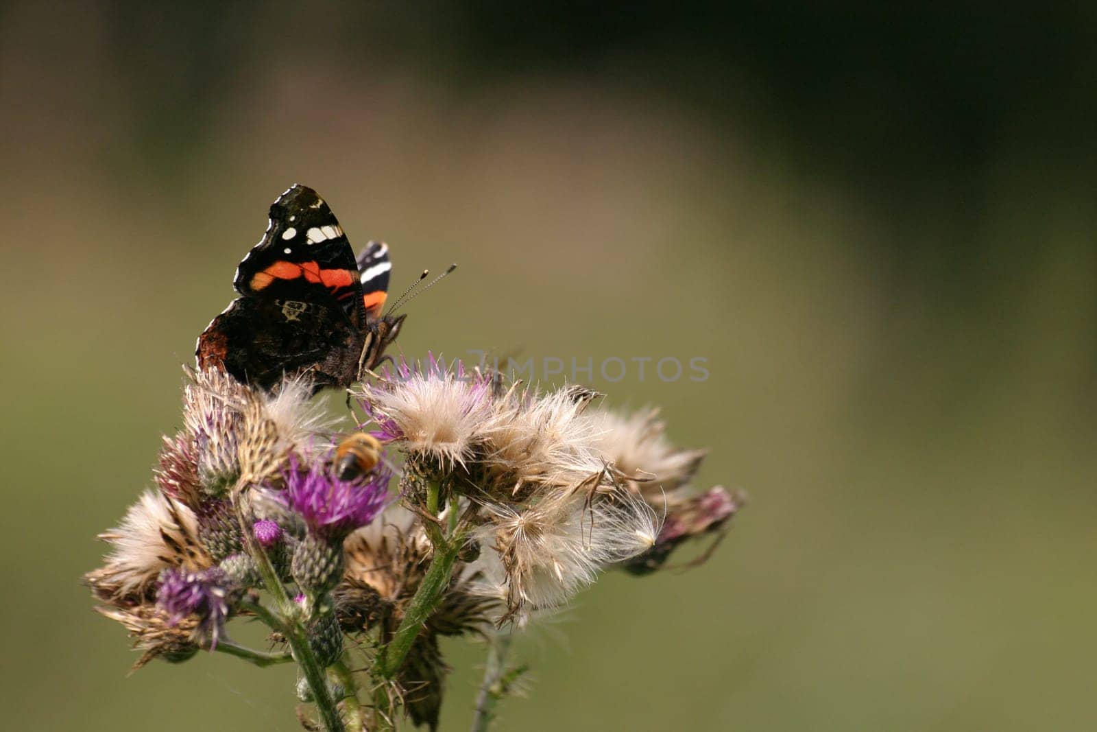Admiral on Thistle