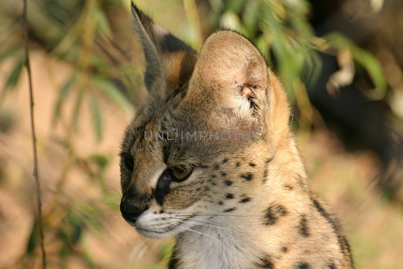 Serval