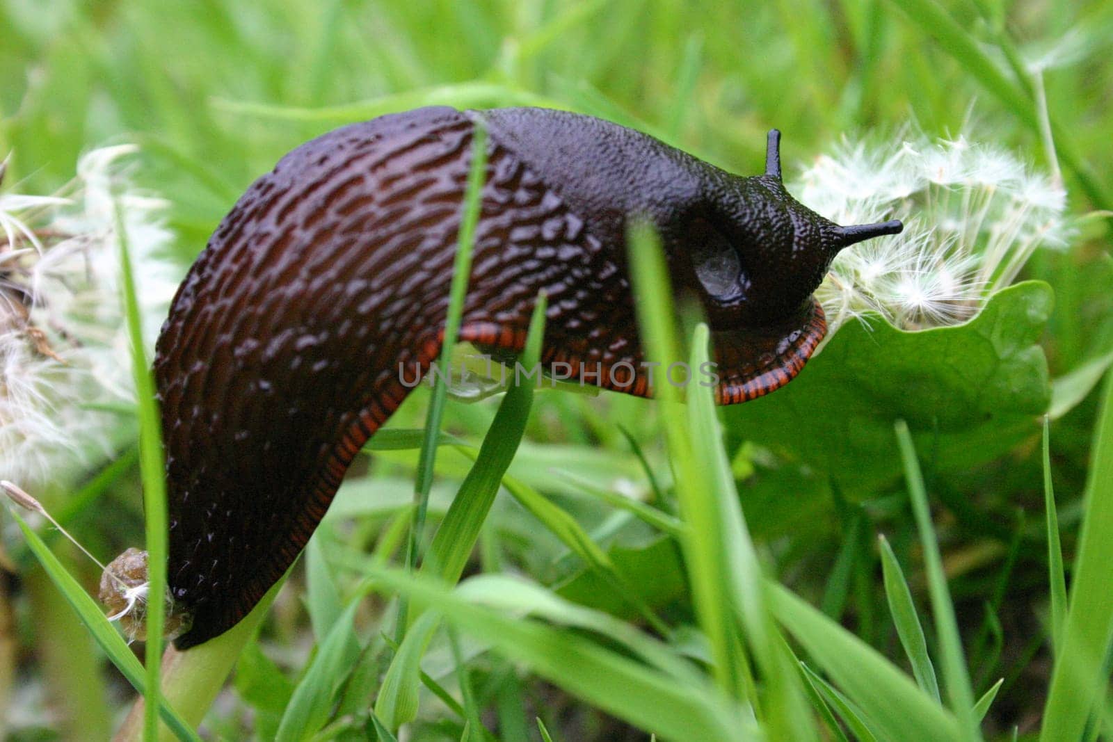 Floating snail