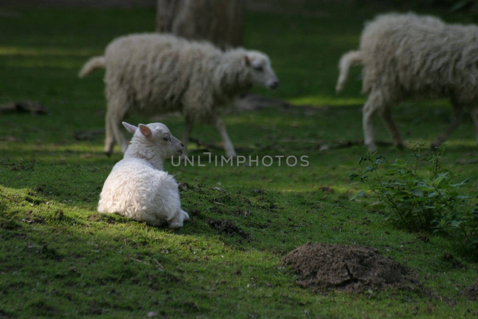 Spot on the lamb