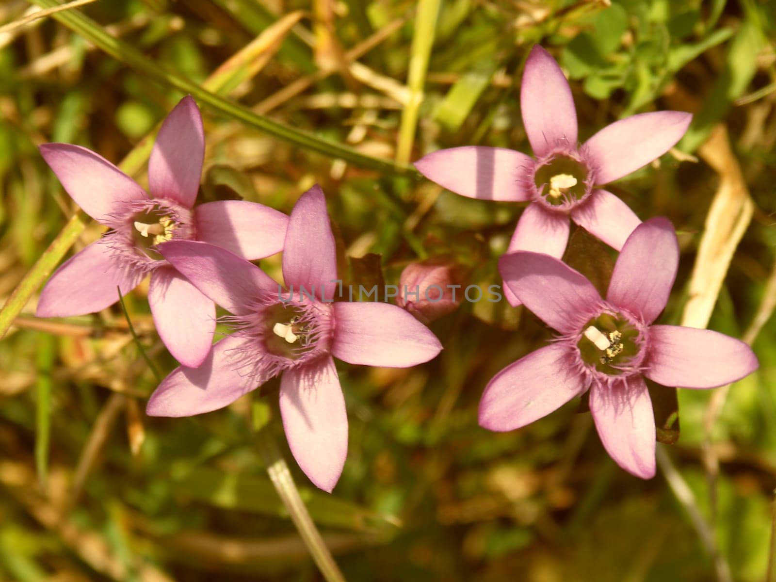 Flower Power Quintet