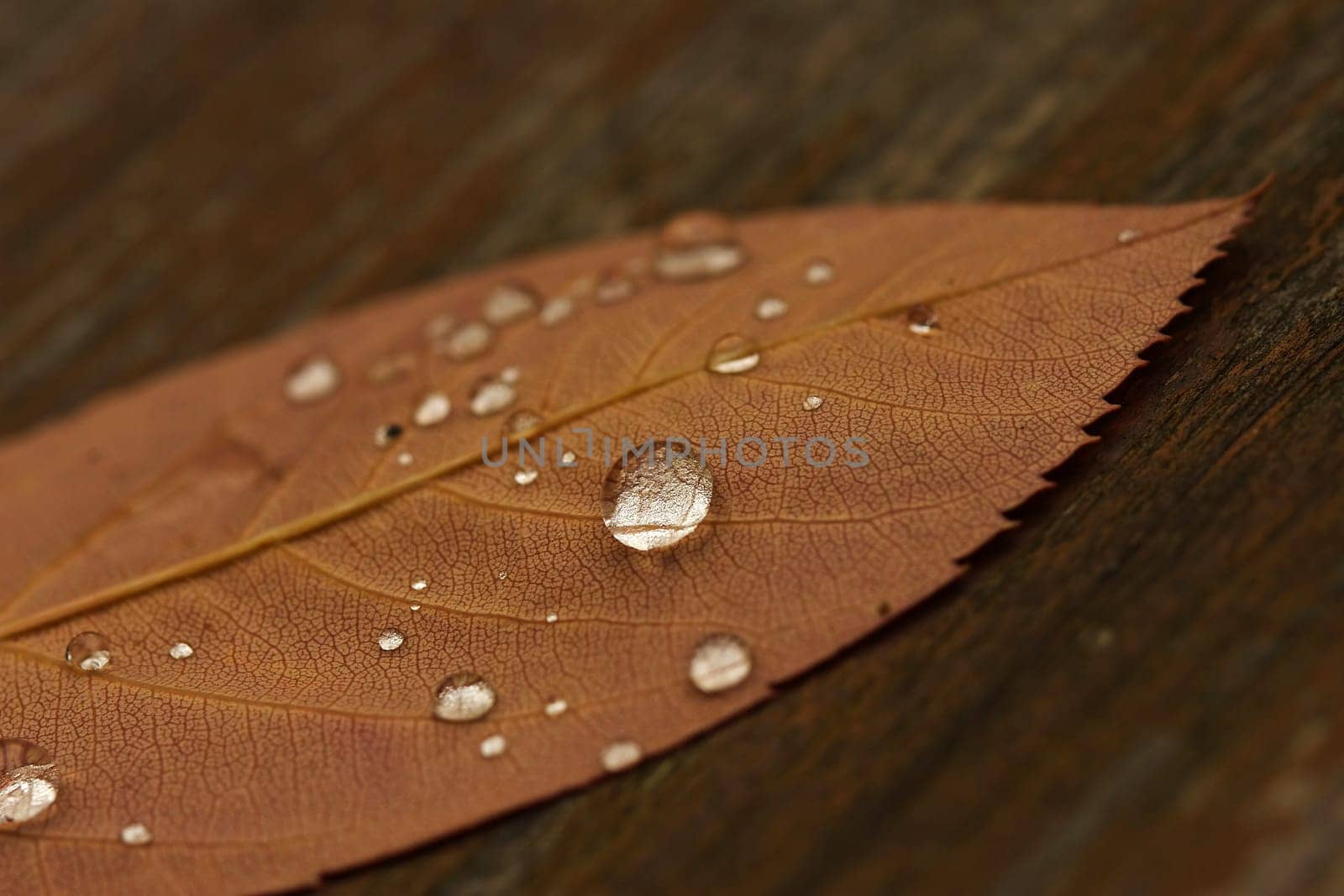 Leaf in the rain