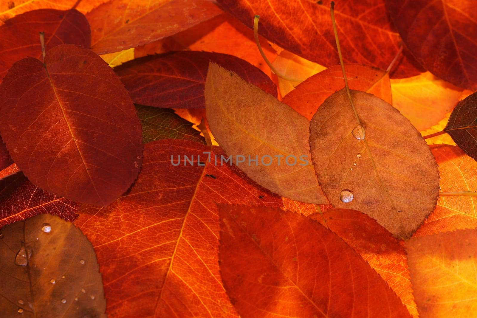 Autumn fireworks
