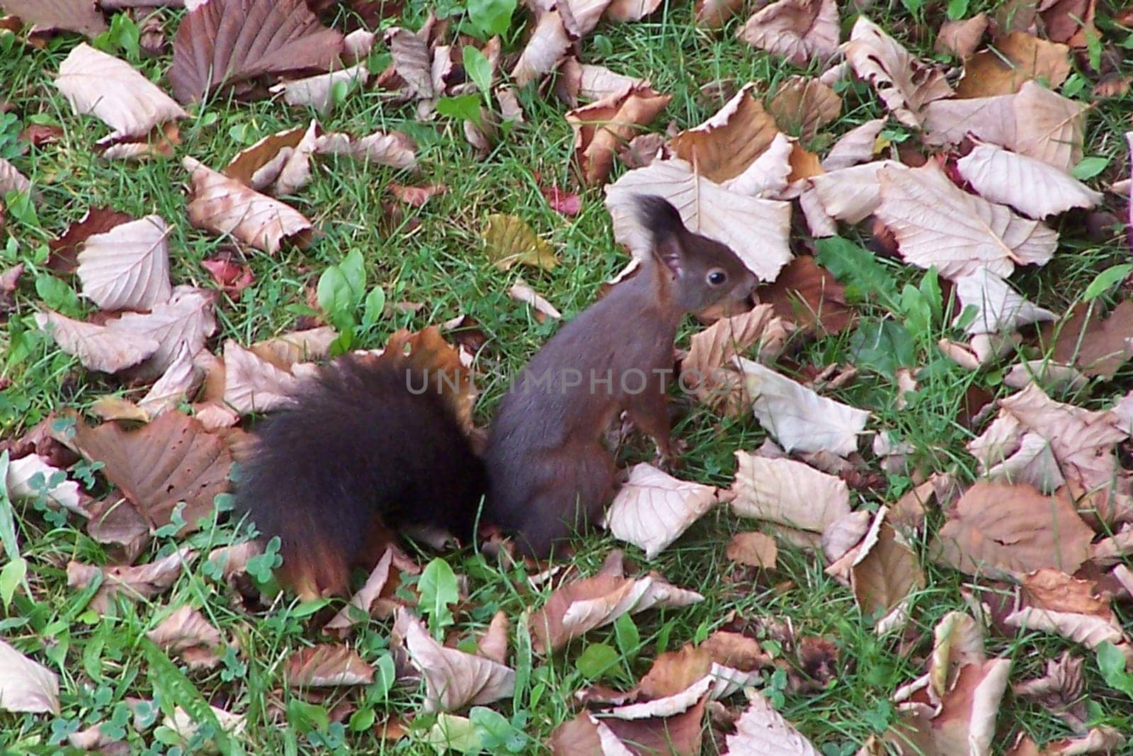 This morning under our neighbor's hazelnut tree. Unfortunately,the little one was gone right away.