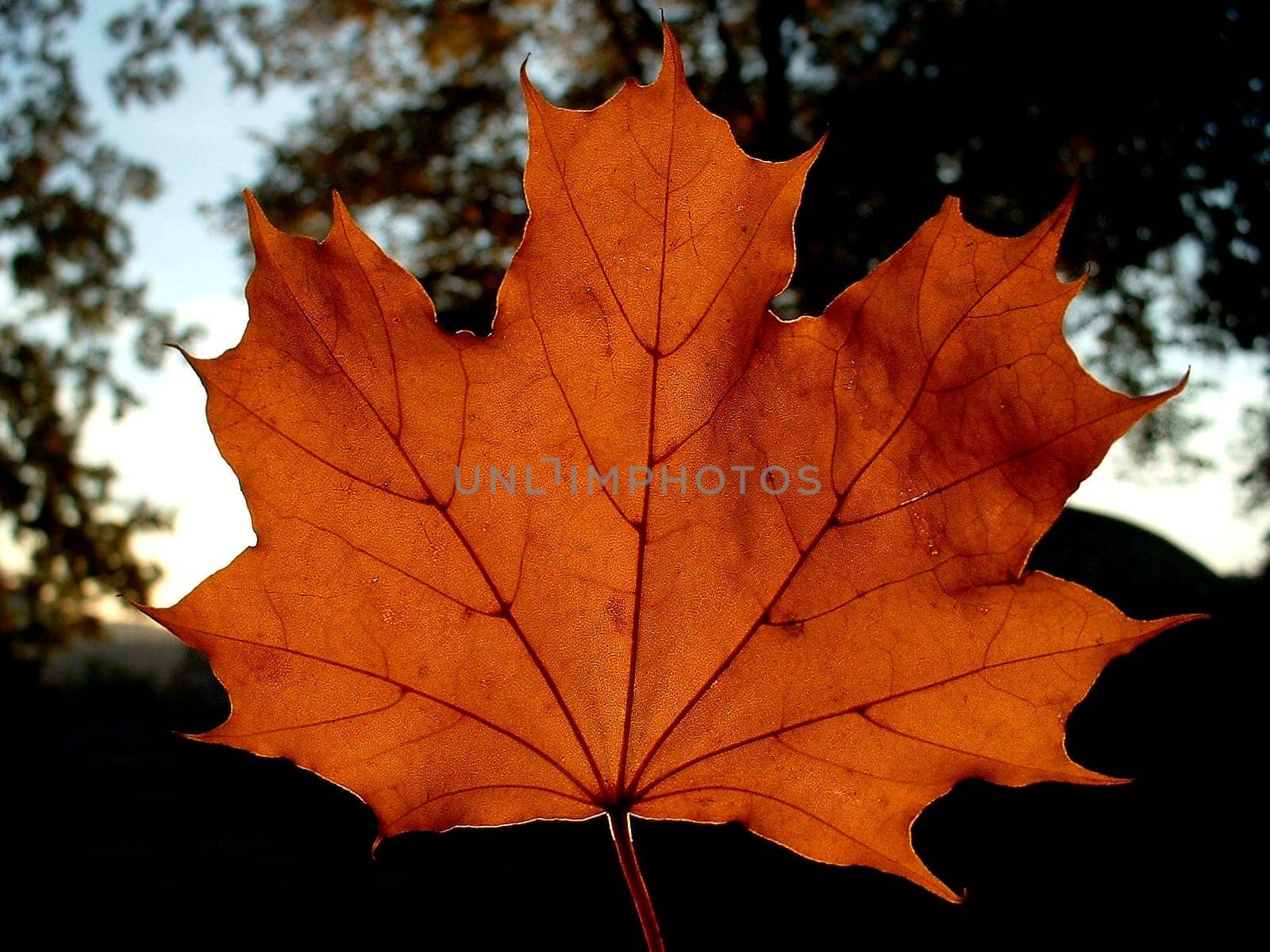 Autumn Leaf