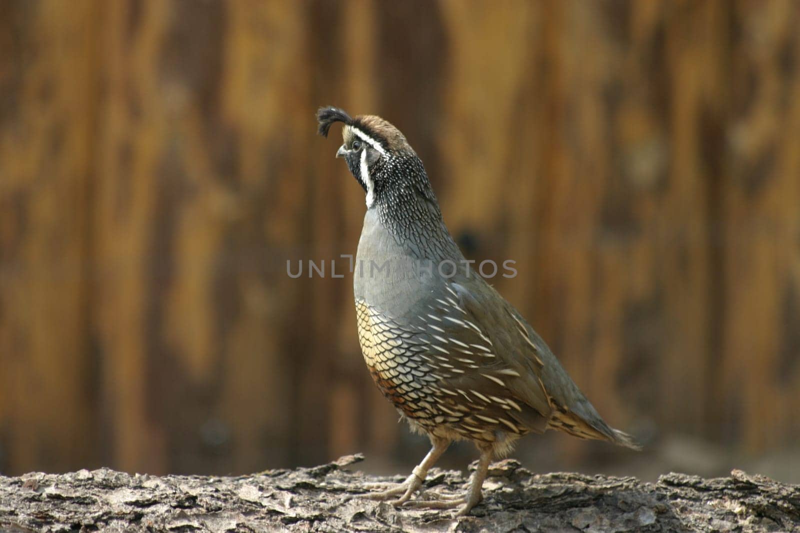 Valley quail