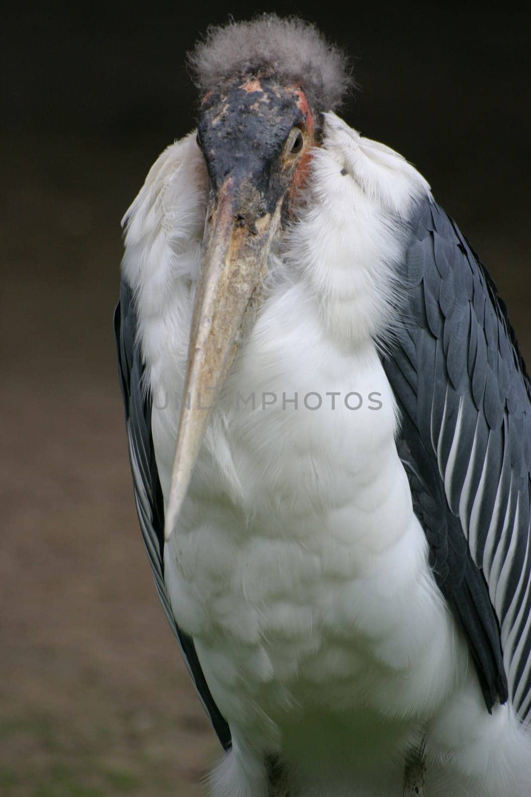 Marabou stork