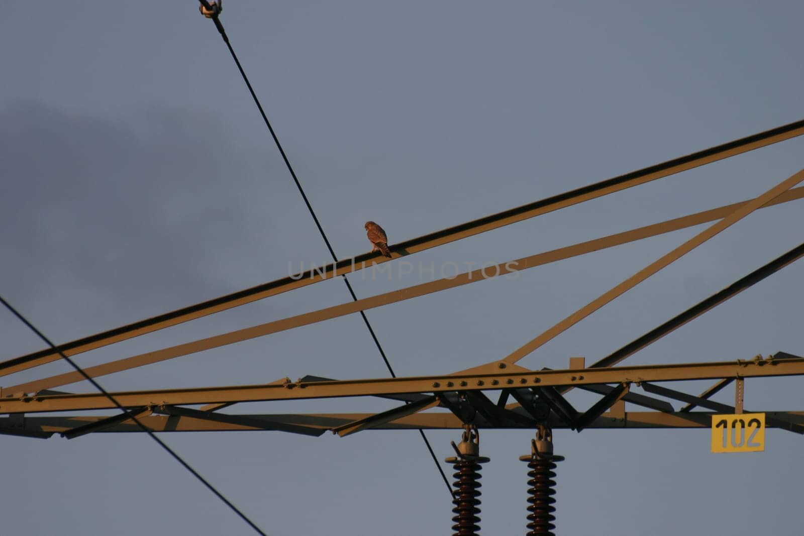 Electricity pylon with falcon