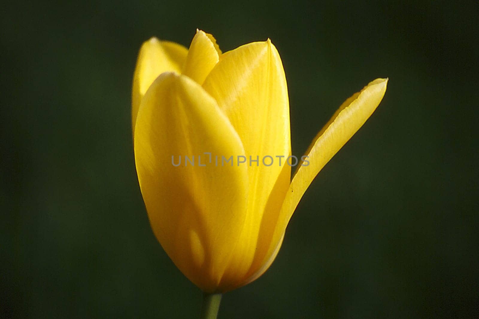 yellow tulip