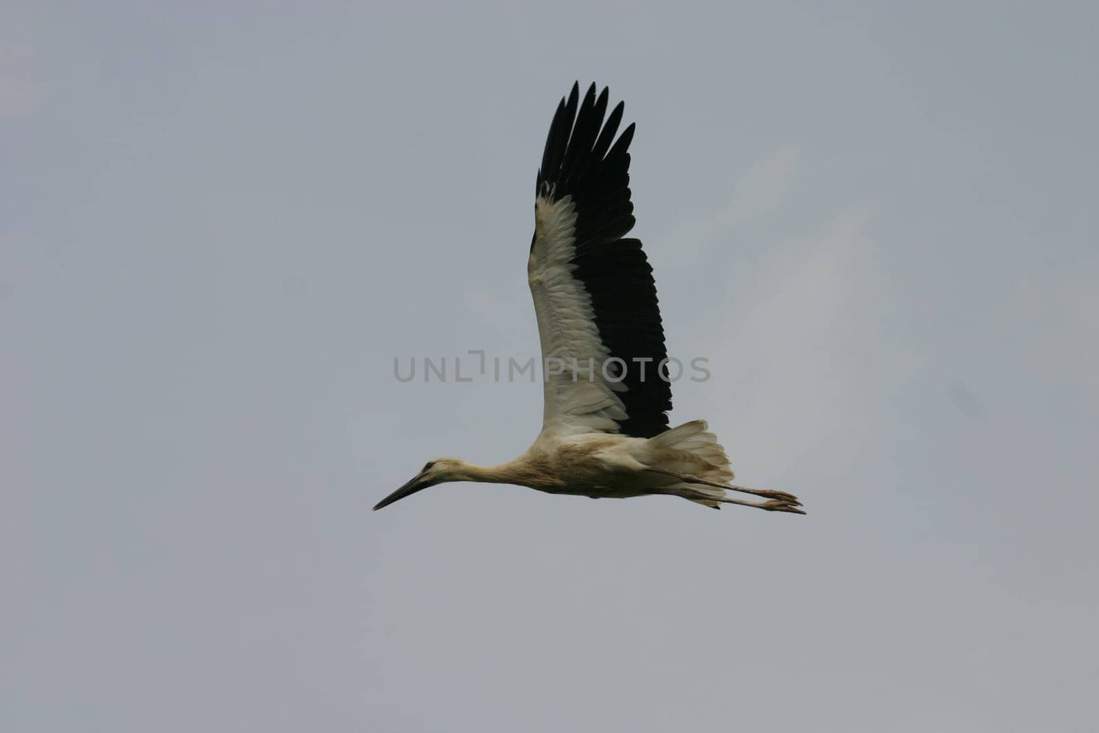 Flying Stork