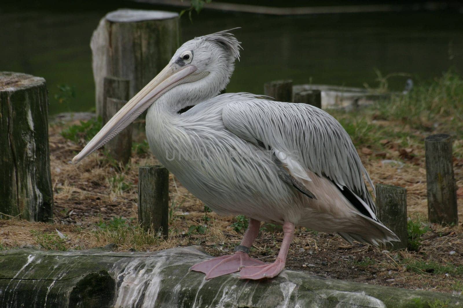 Pink Pelican