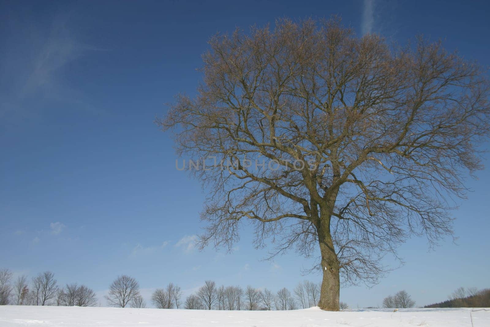 Beech in the snow