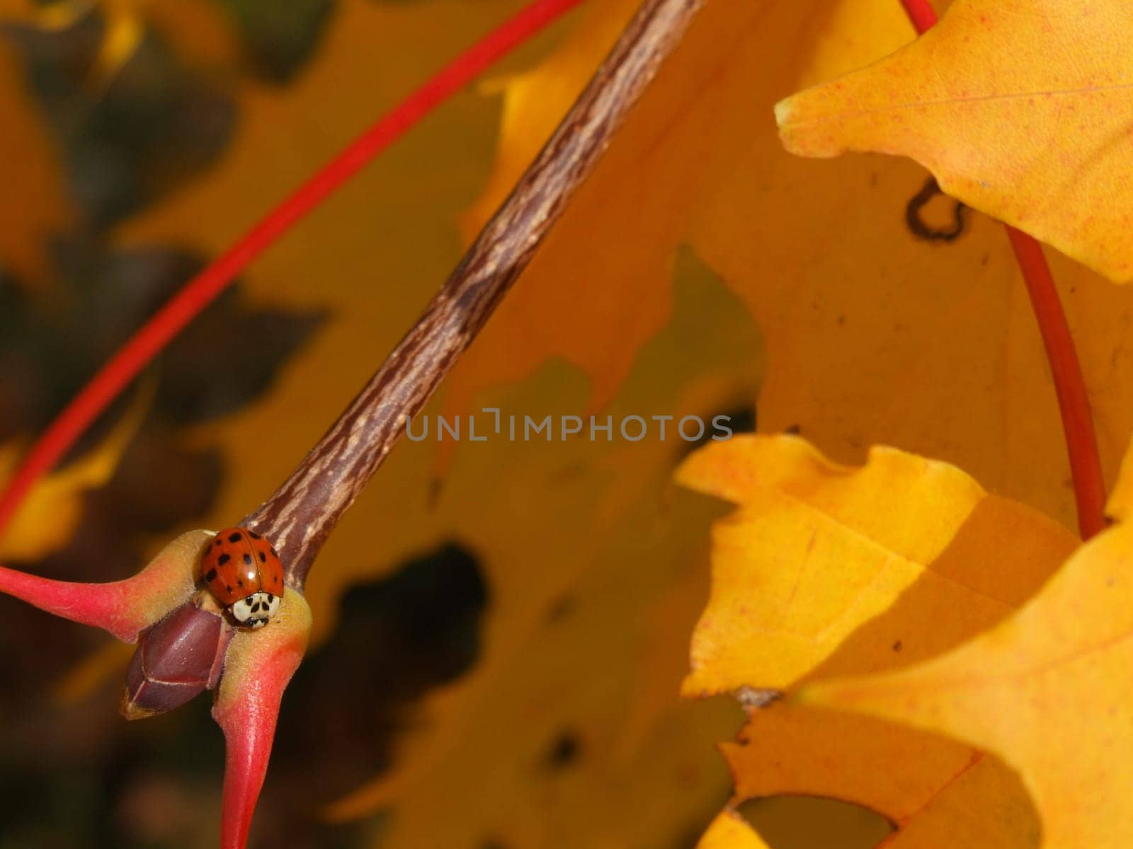 Before winter