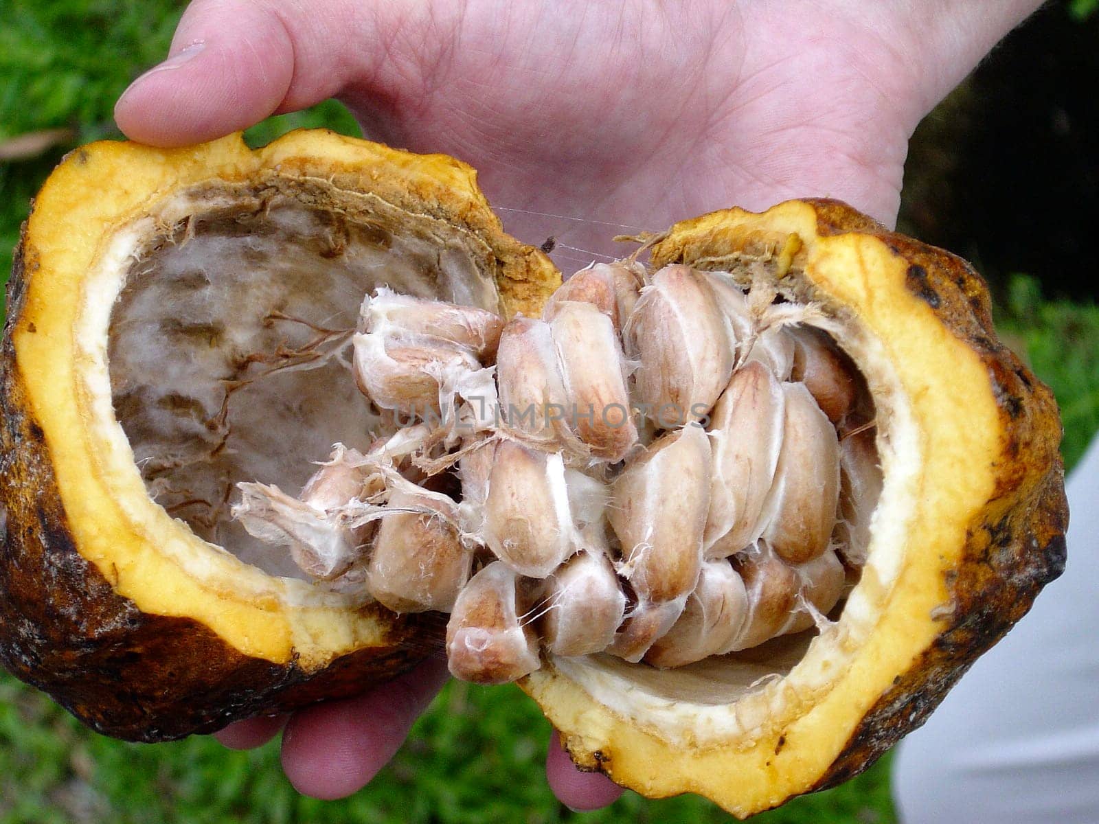 Cocoa beeans,detail,Penang Island,Malaysia,Adobe RGB (1998)