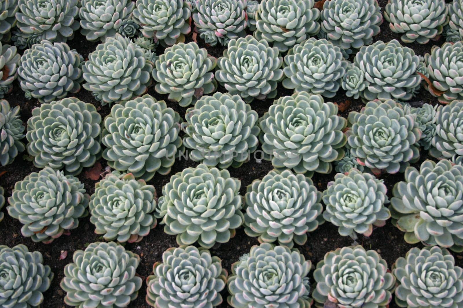 Succulents