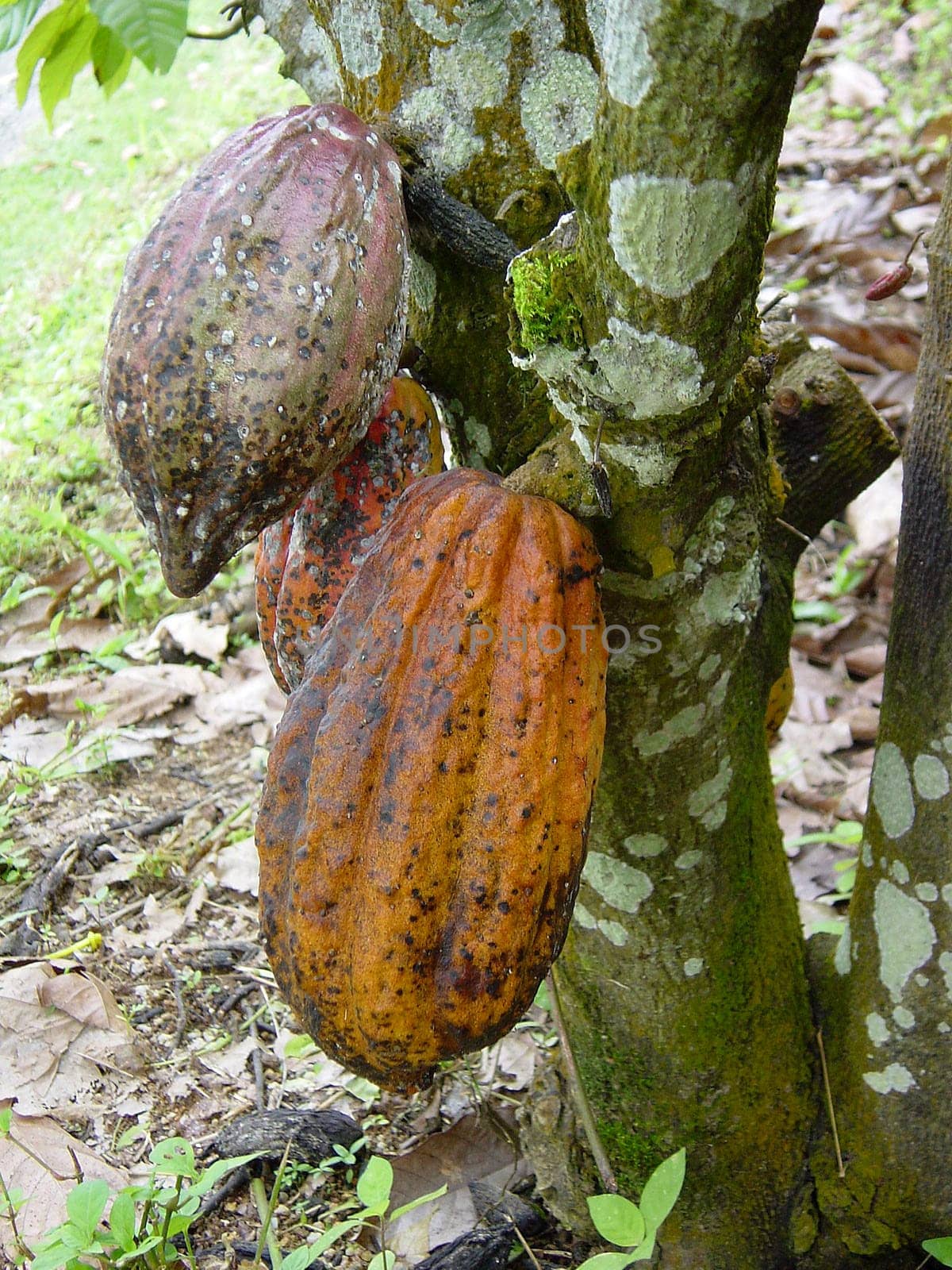 Cacao tree (Theobroma cacao)