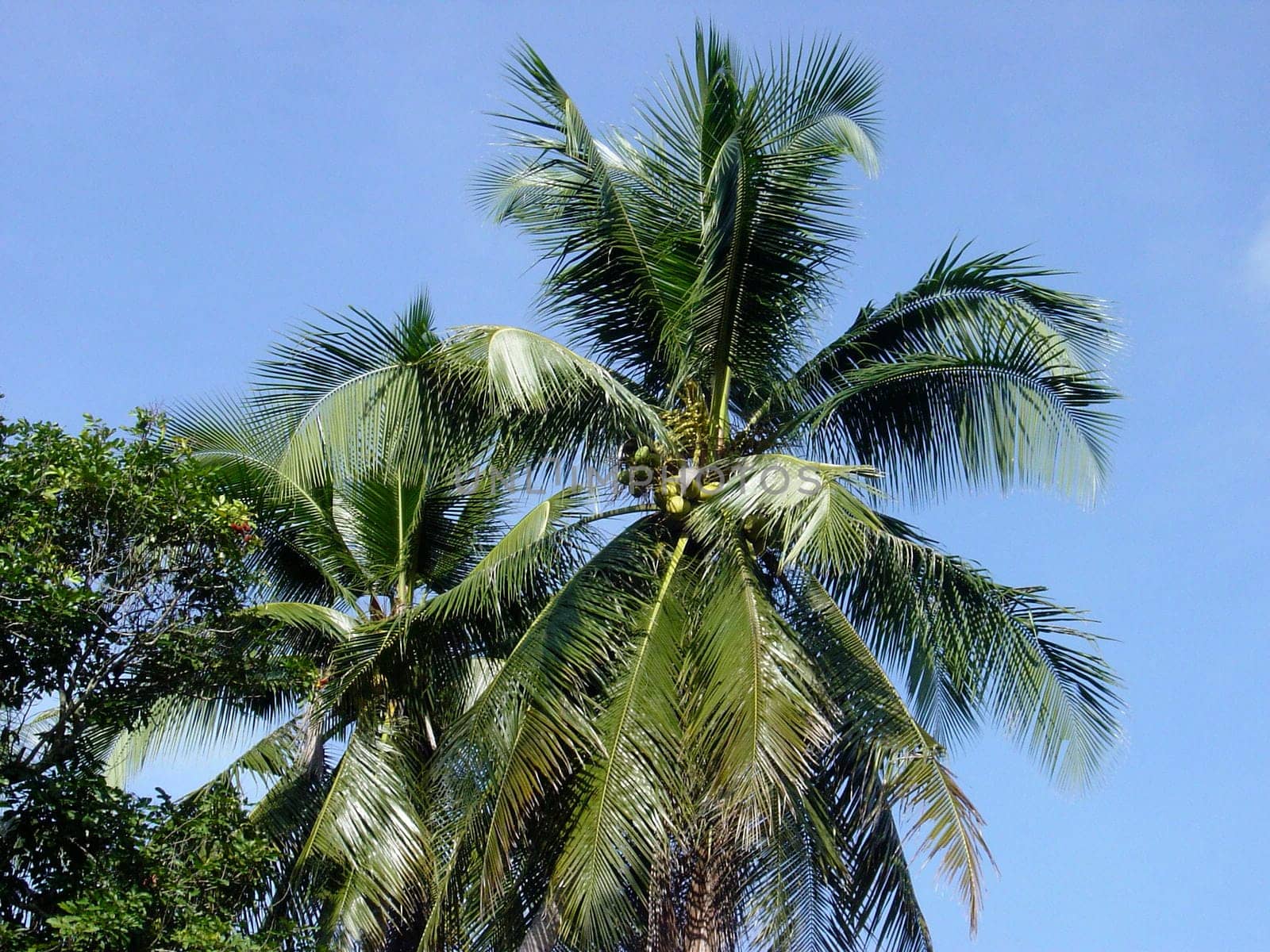 Cocount palm tree,Penang,Malaysia,Adobe RGB (1998)