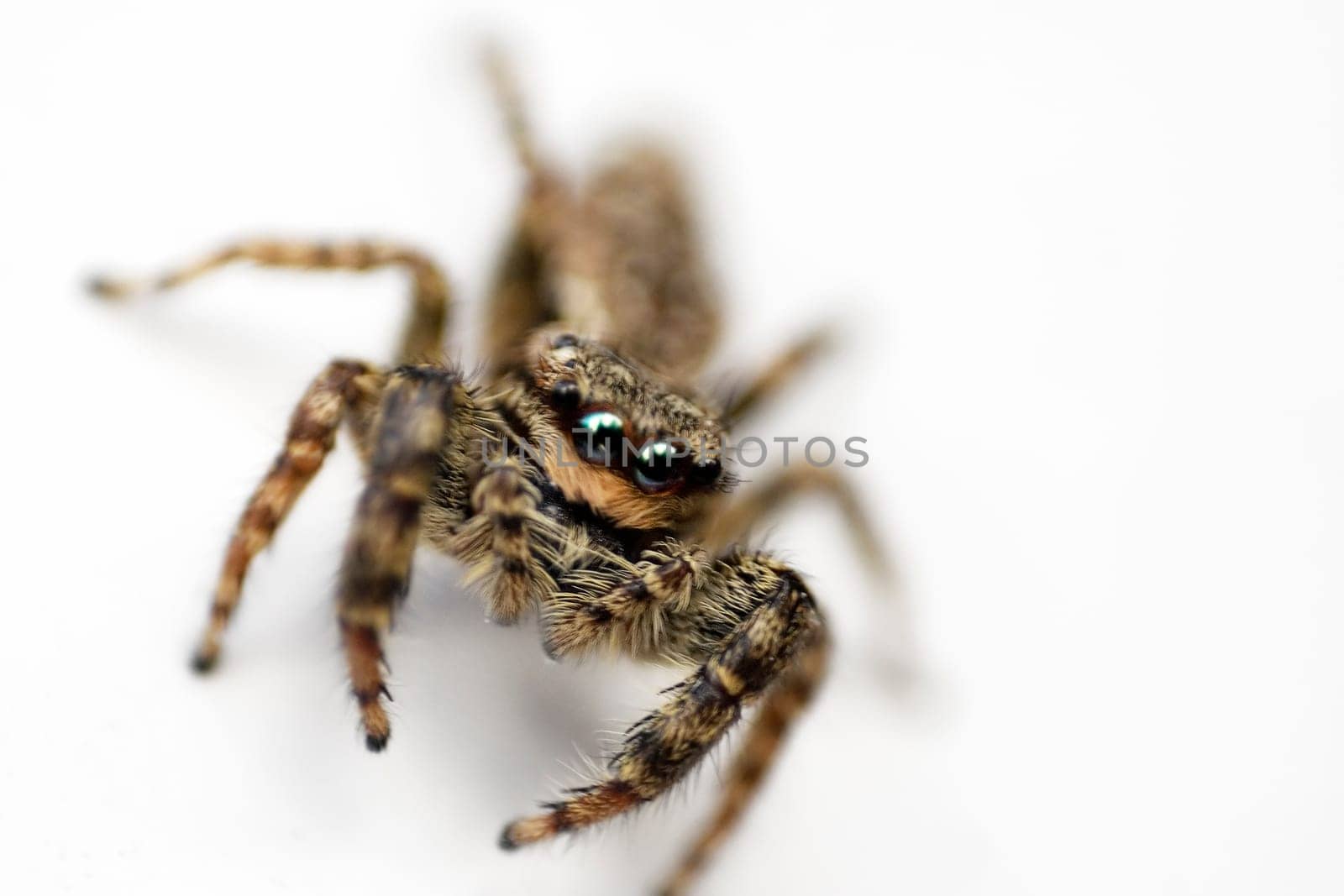 Spider I-c