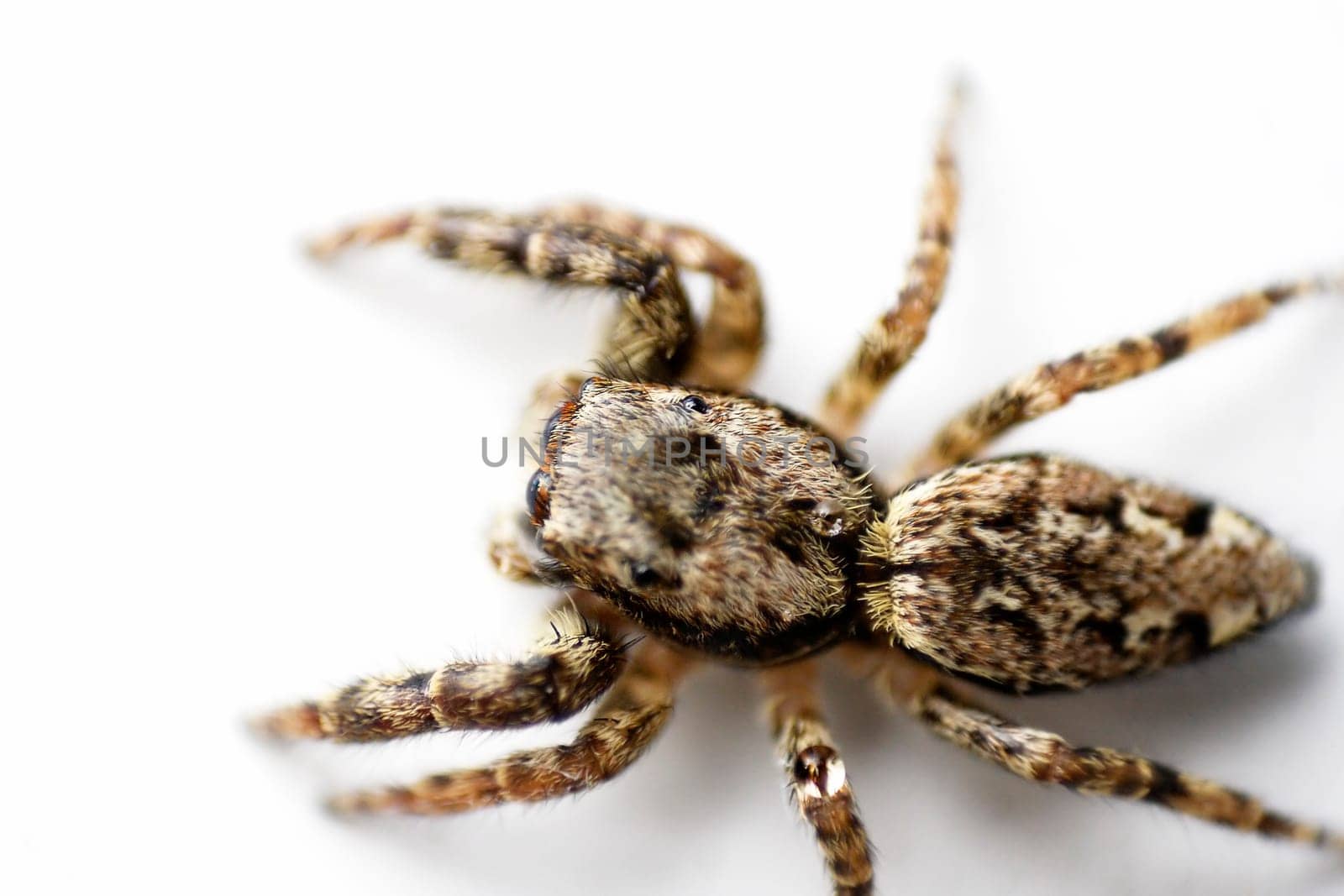 Spider I-a