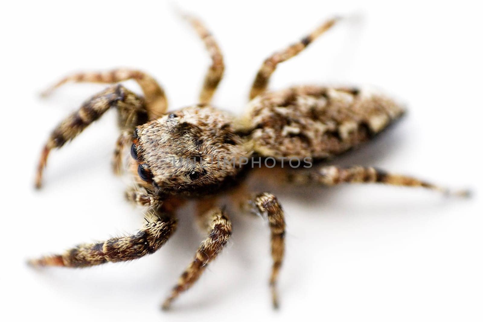 Spider I-b