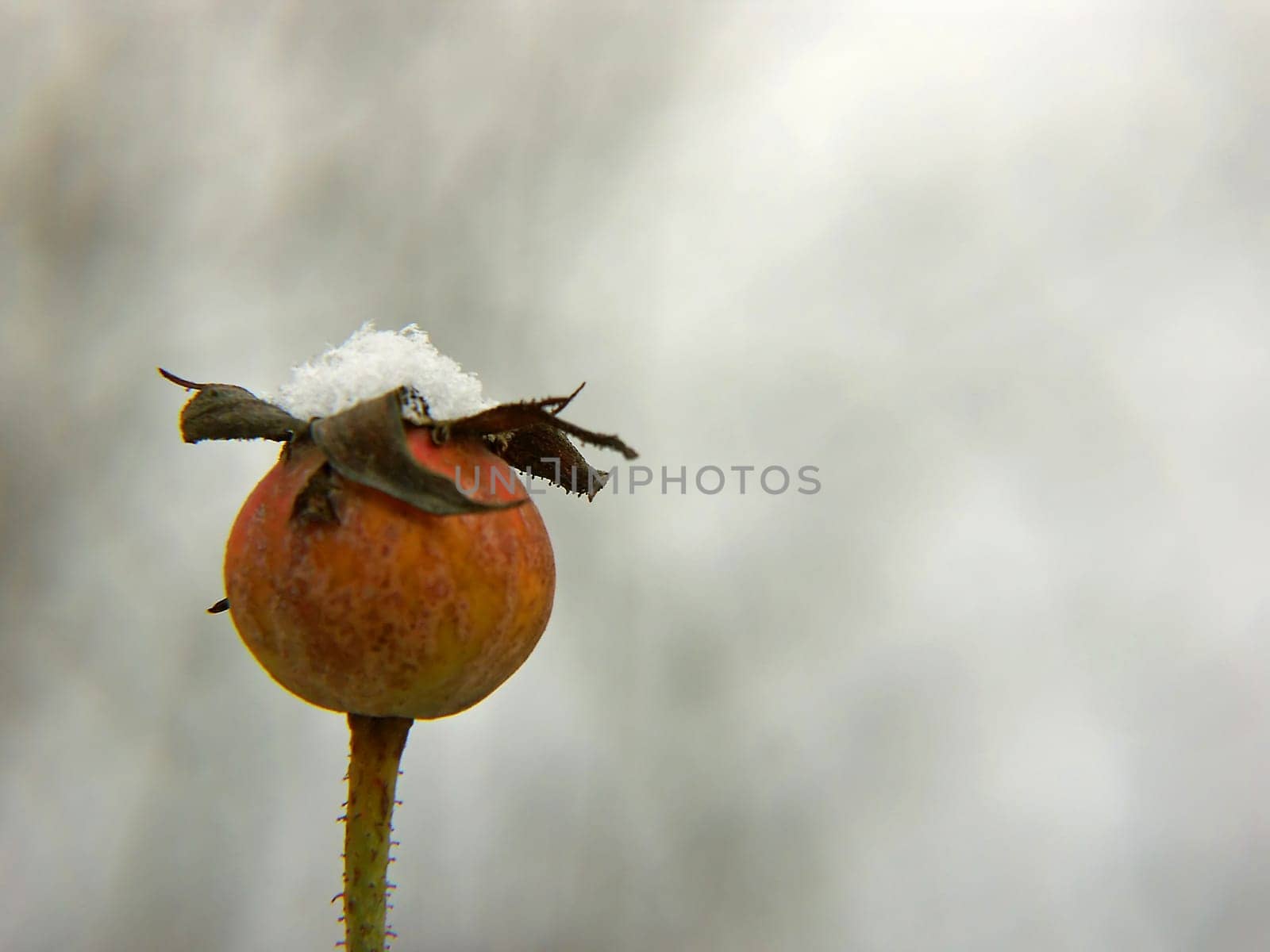 Winter impressions