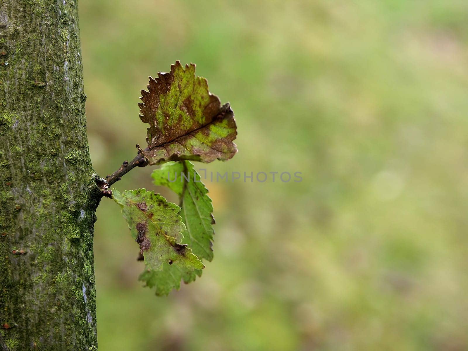 Branch