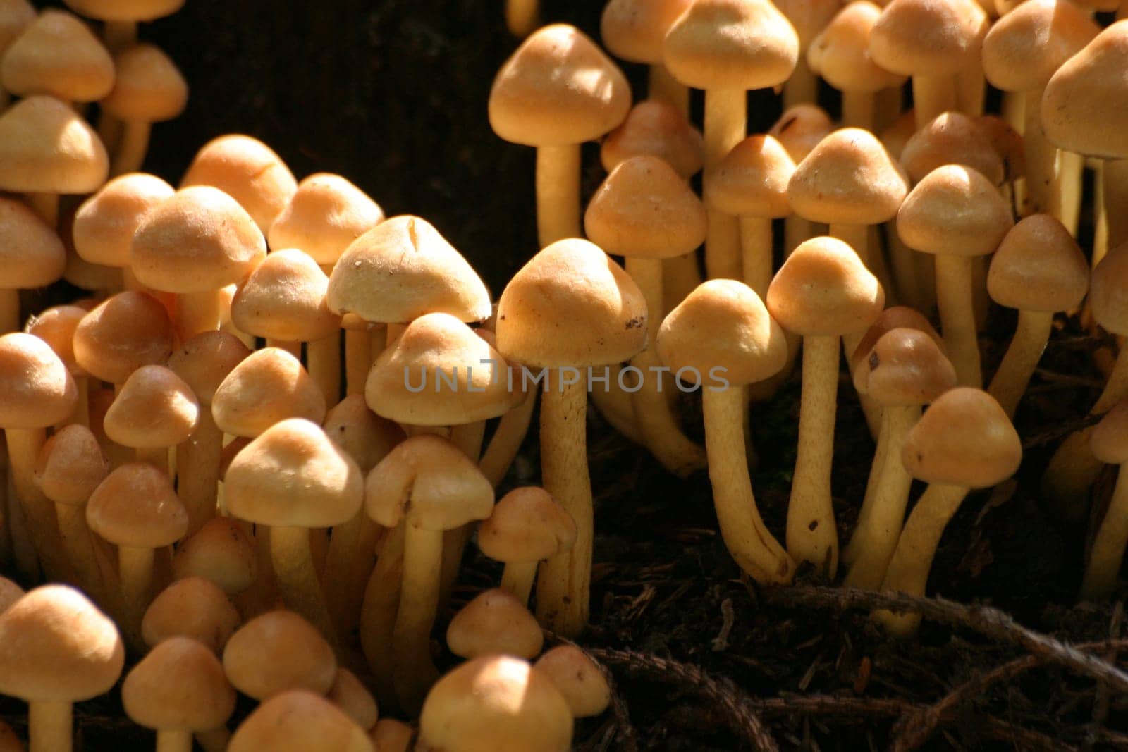 Mushroom scramble