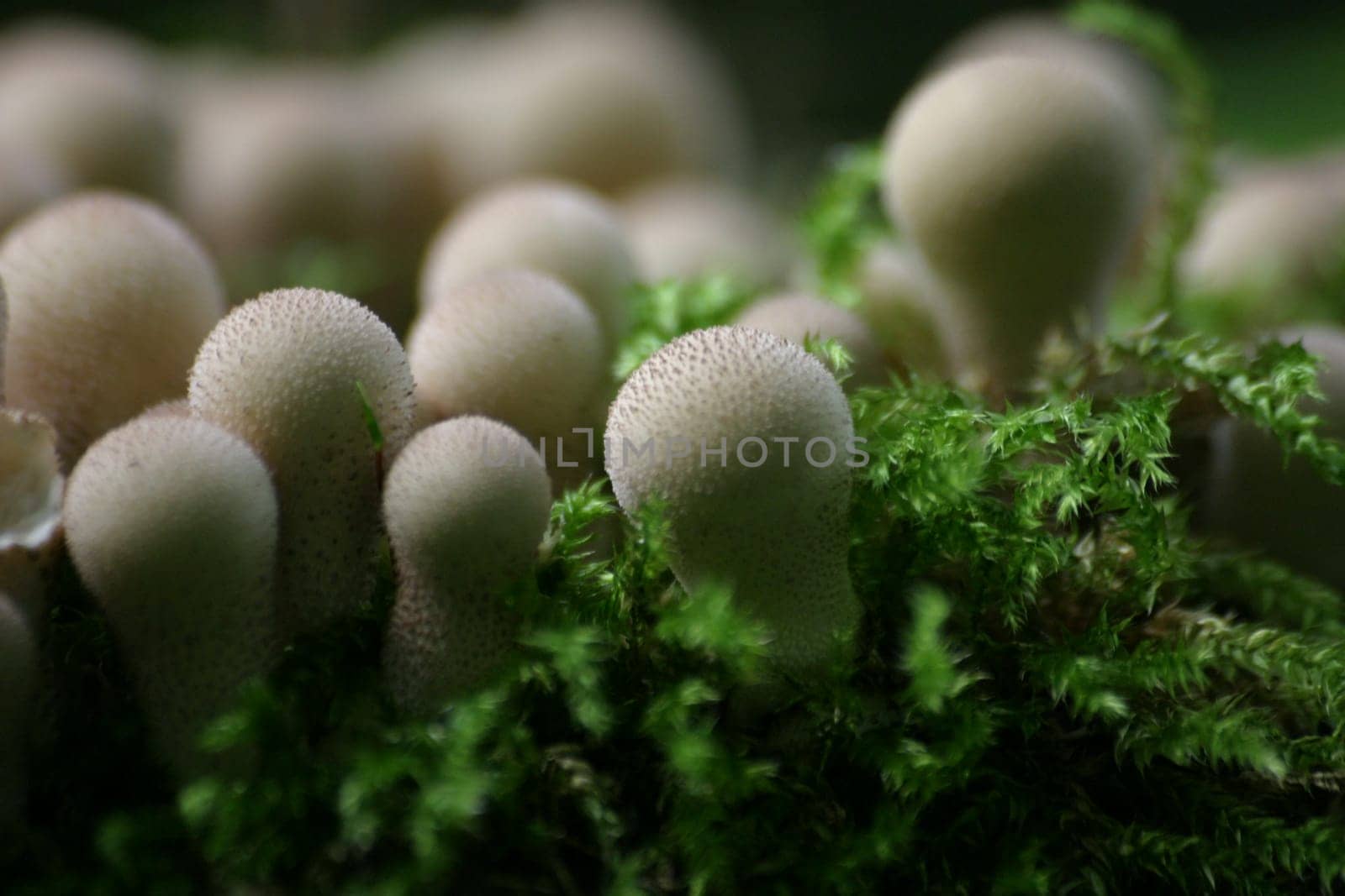 Pimple mushrooms