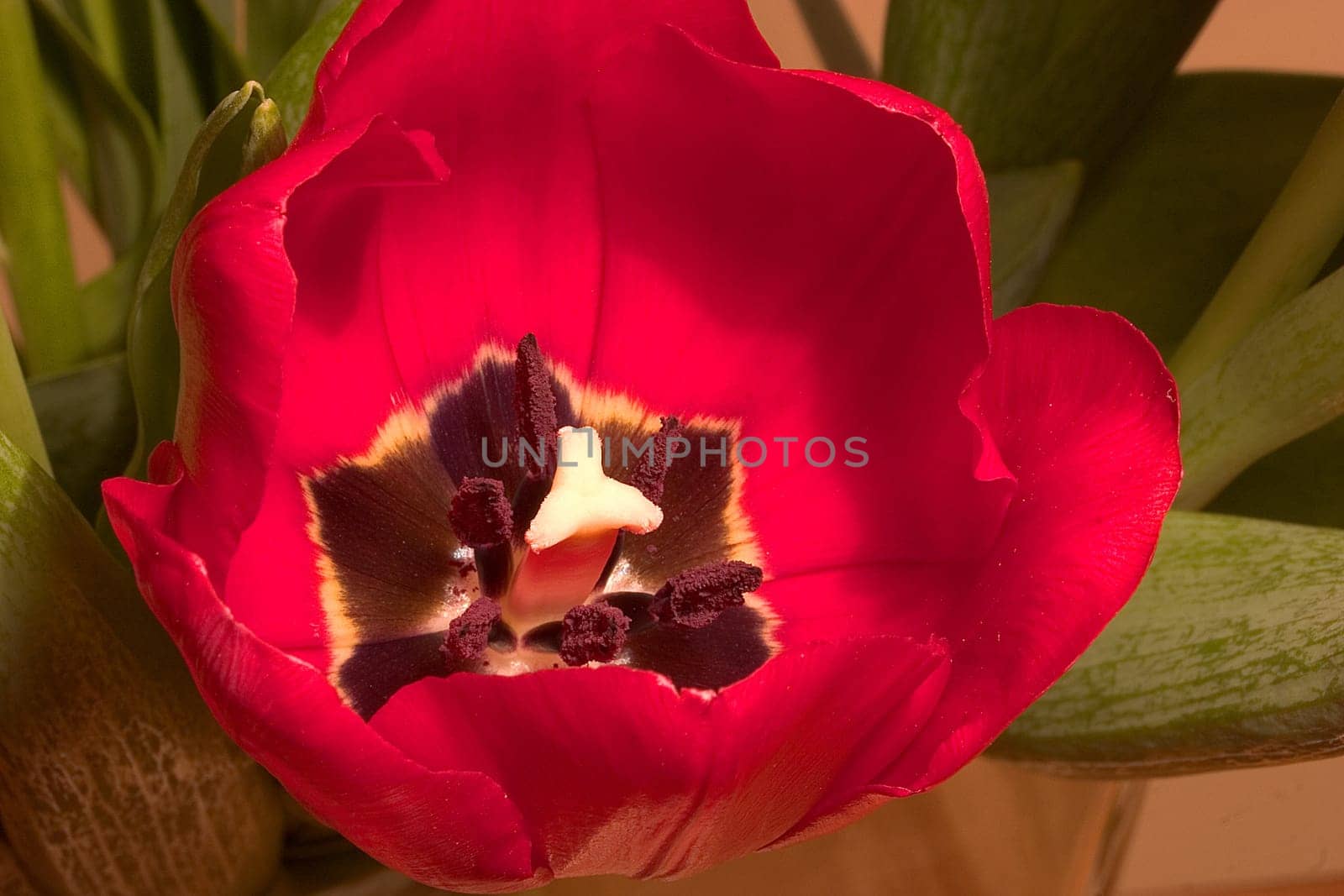 Tulip 01