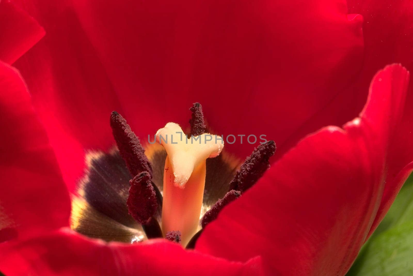 Tulip 02