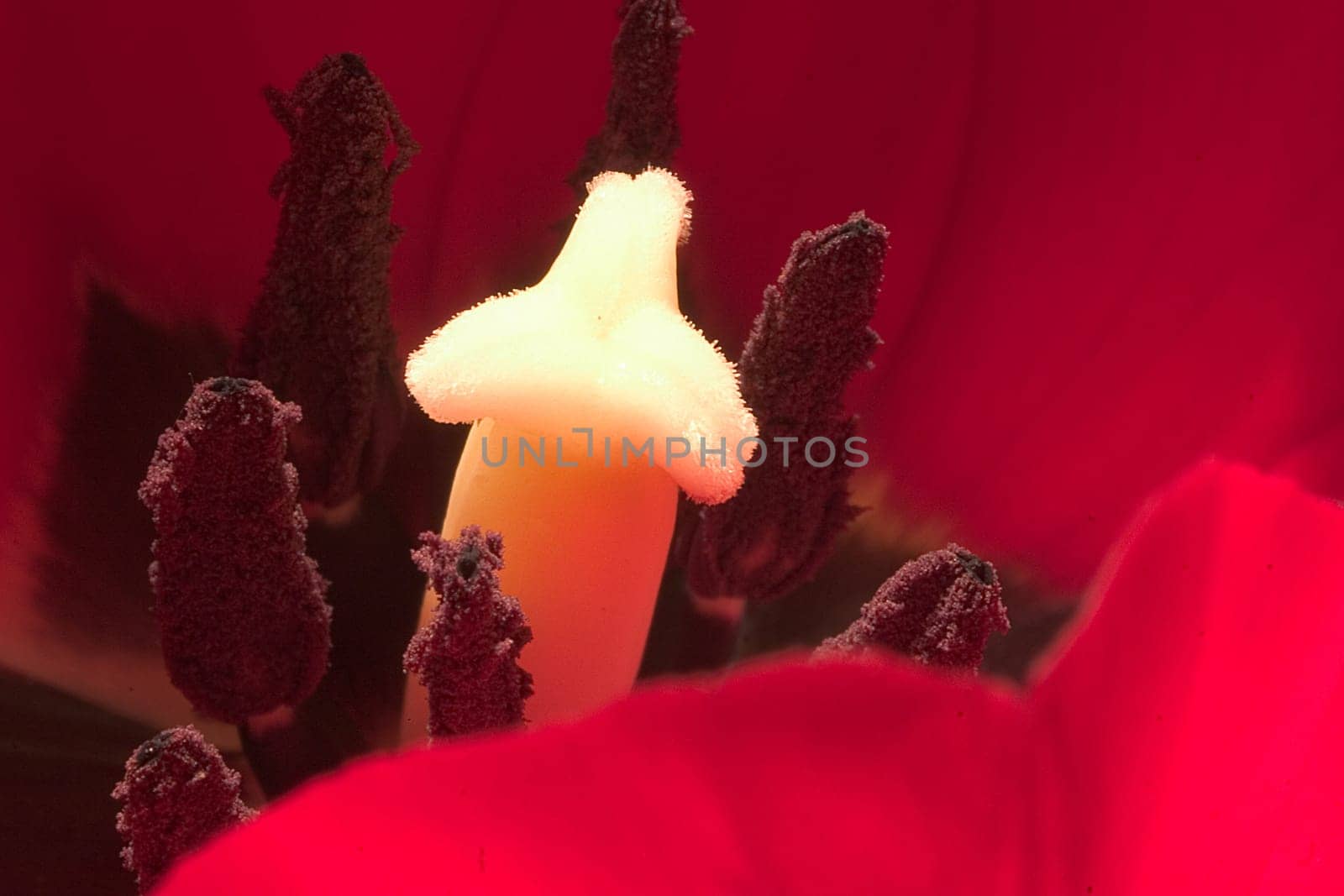 Tulip 04