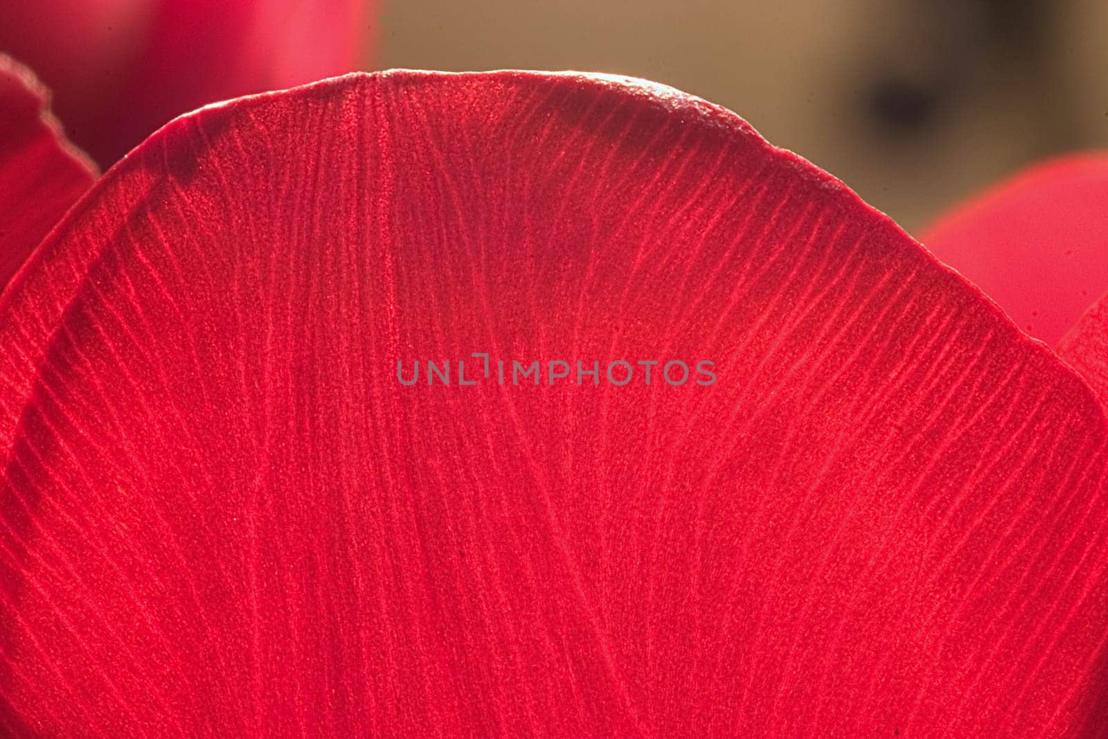 Tulip 06
