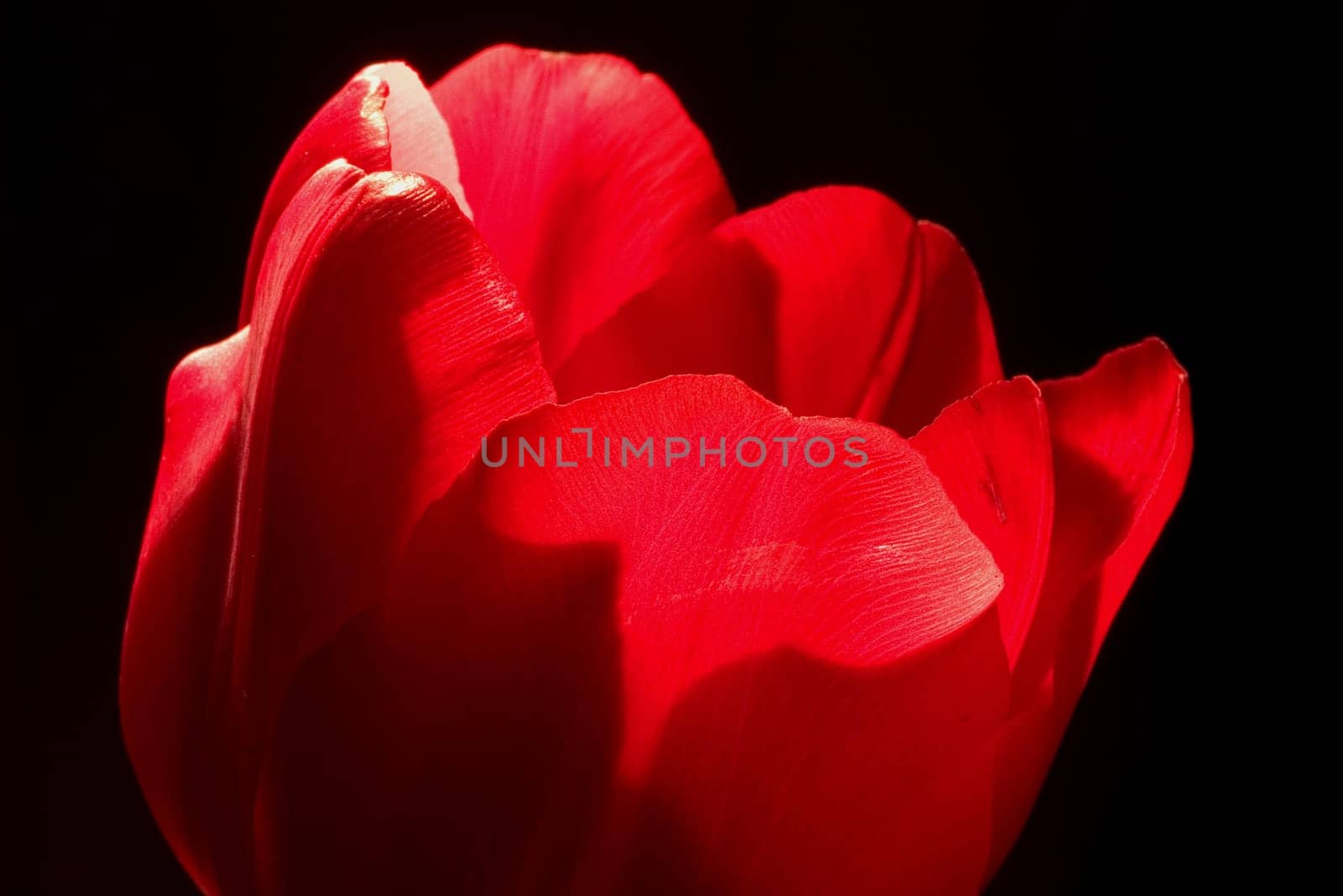 Tulip 03