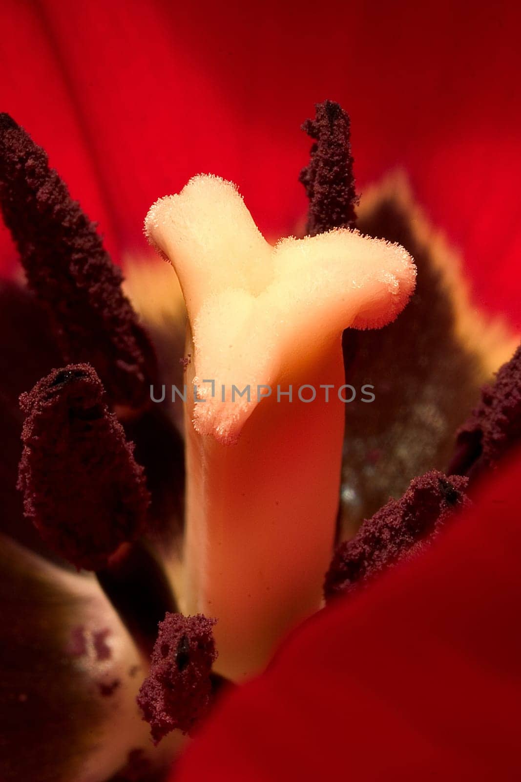 Tulip 09