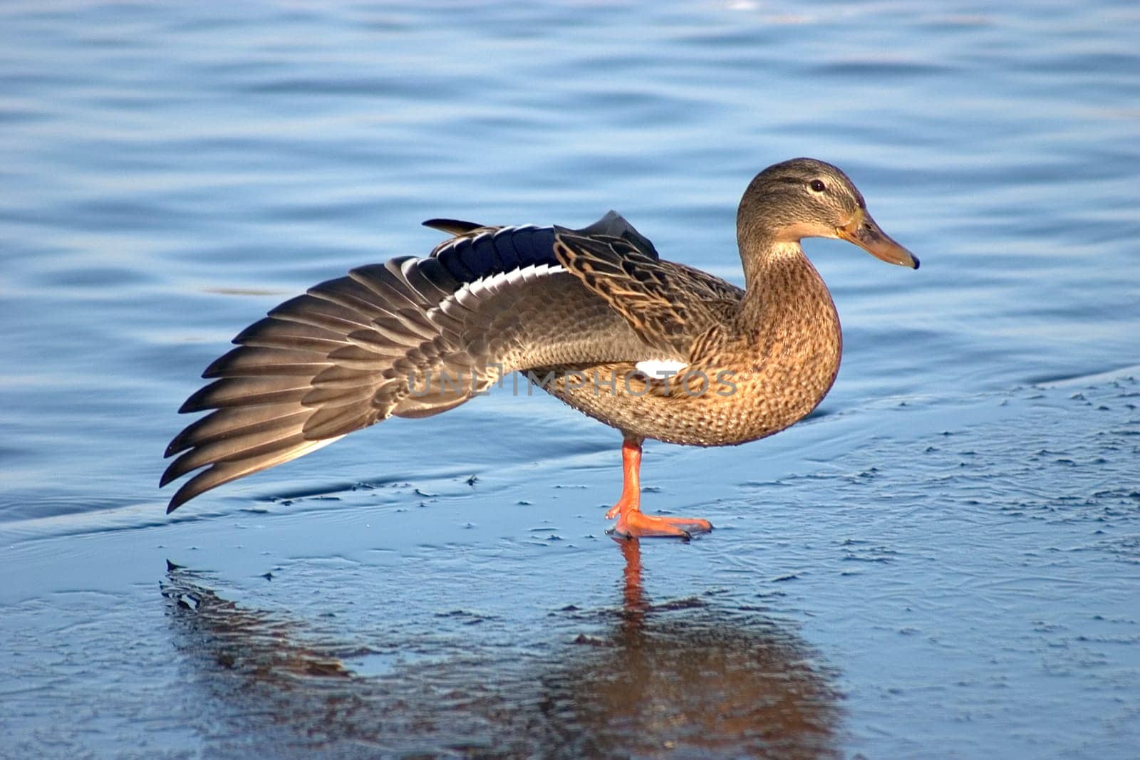 Stretched duck