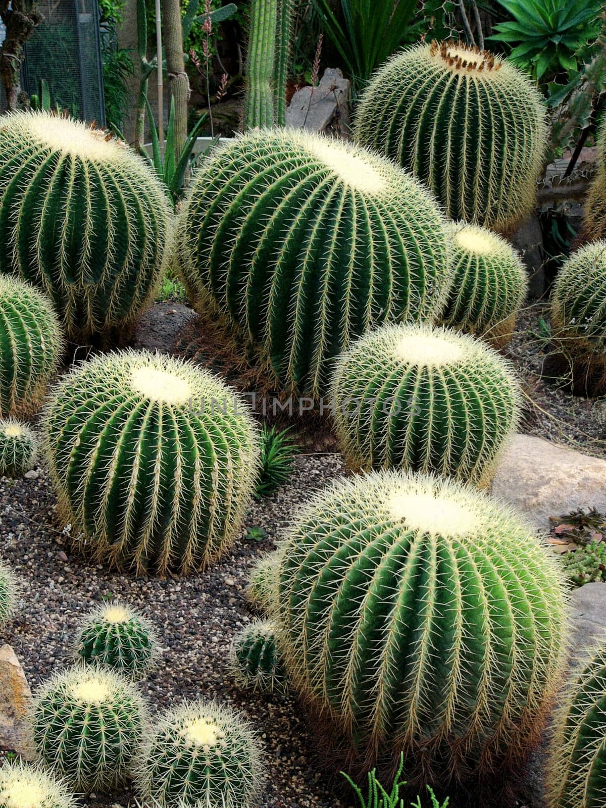 Cacti I