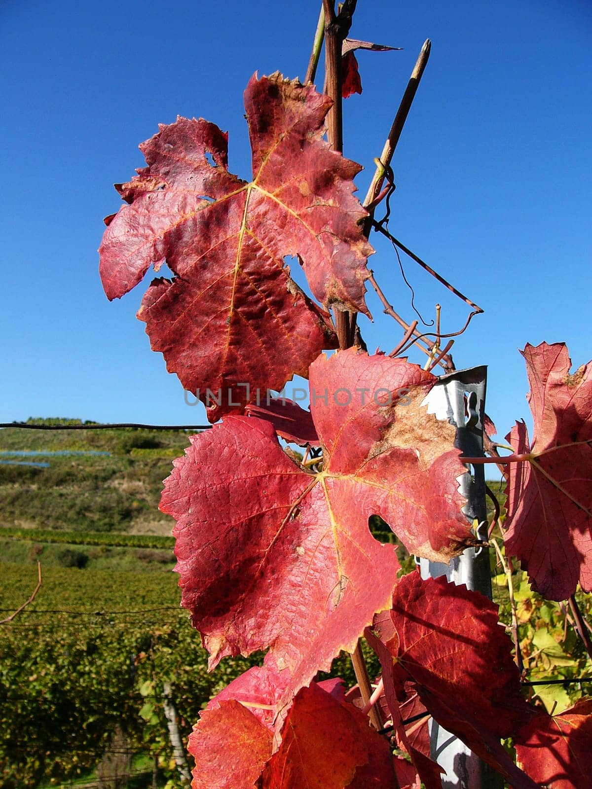 Grape leaves I