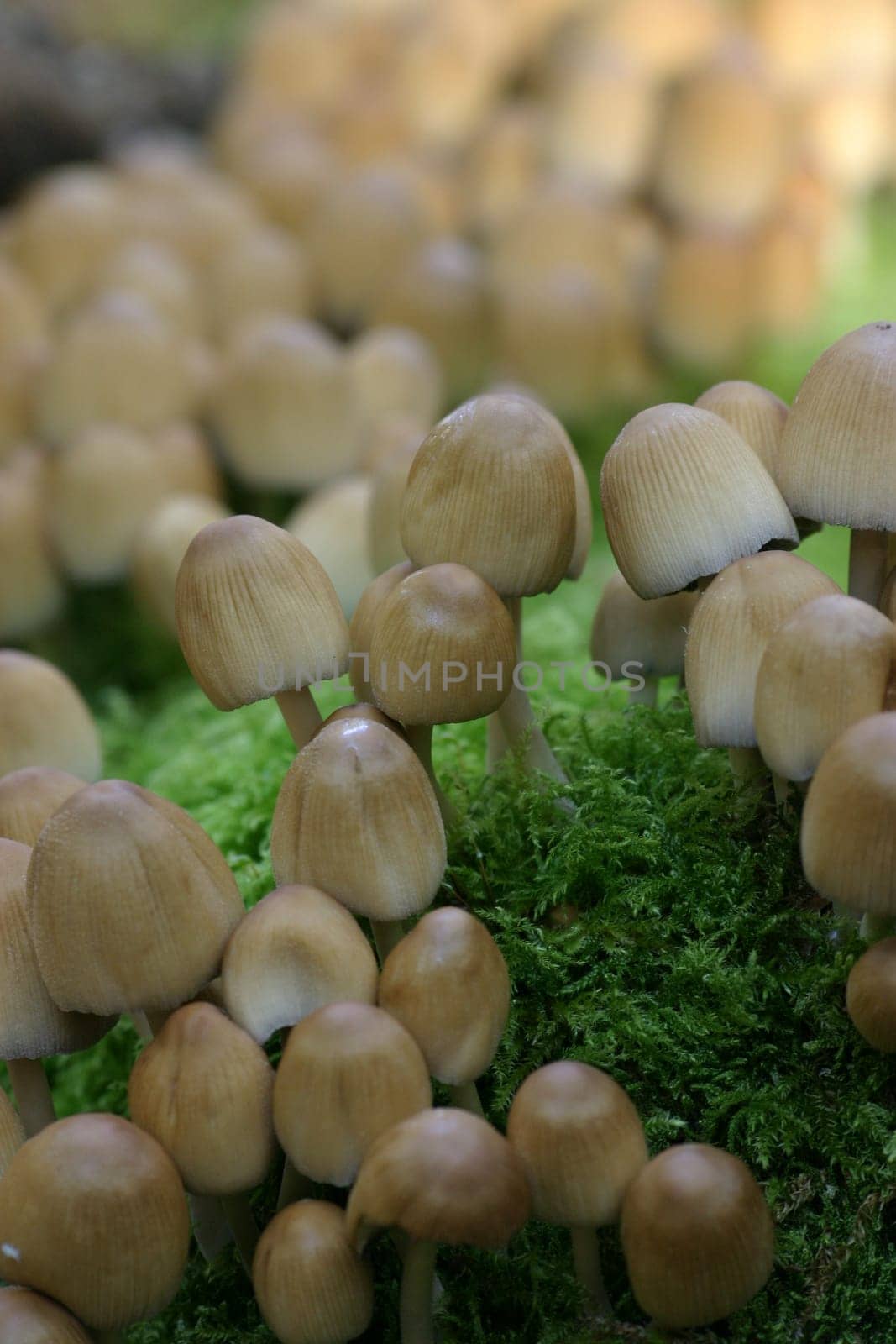 Mushroom scramble