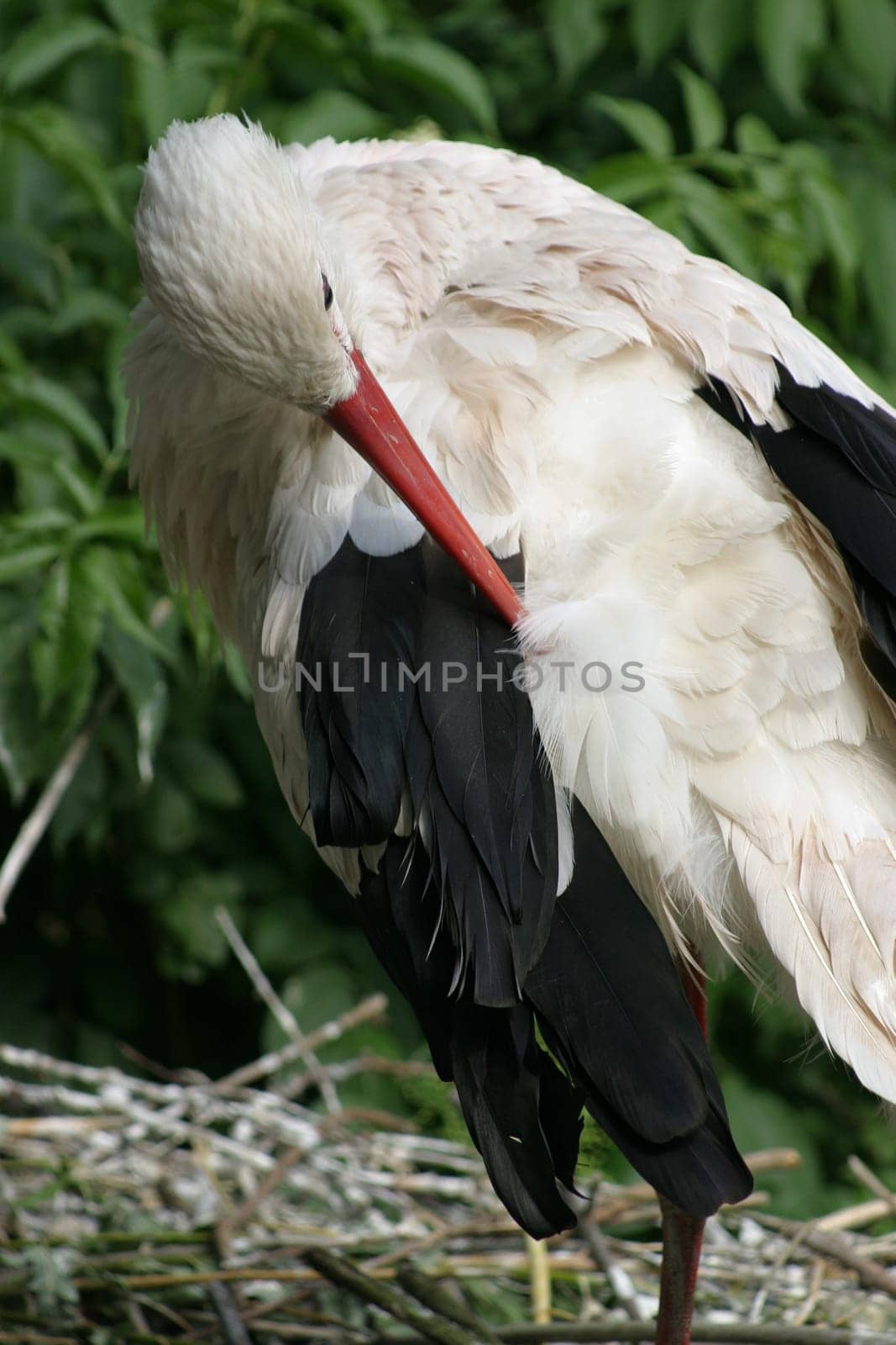 Stork plaster