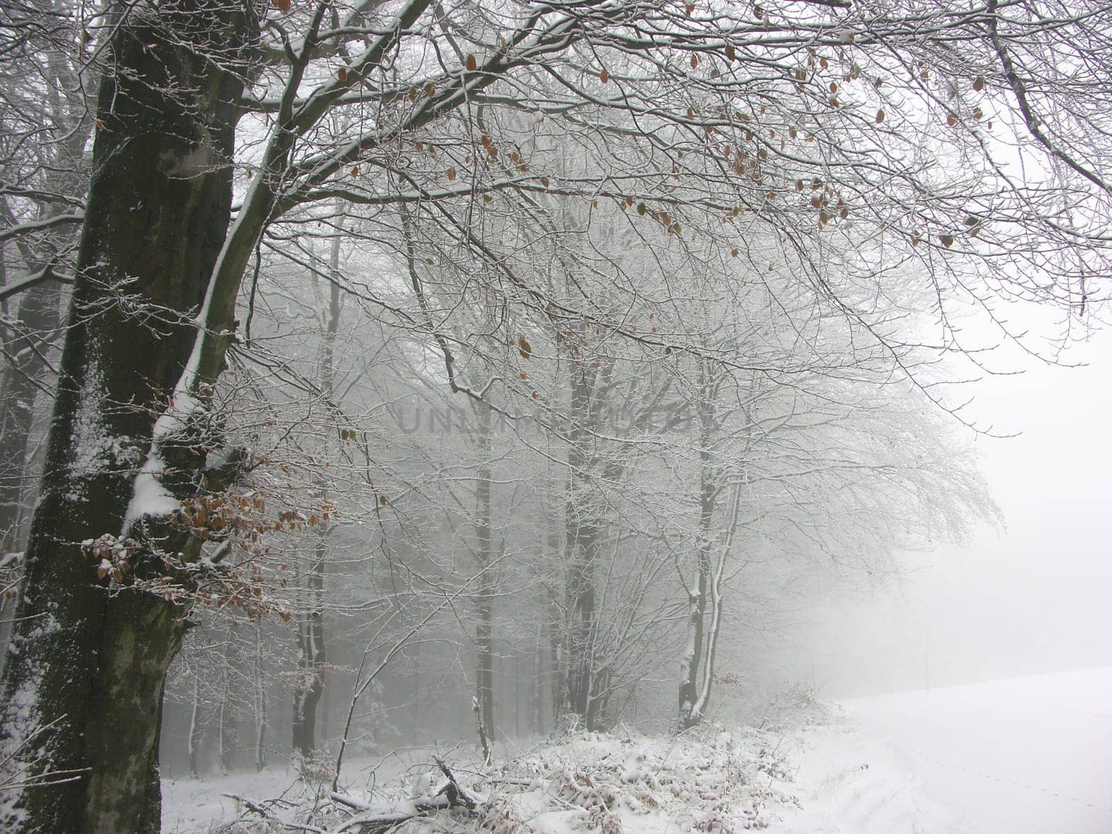 Winter impressions
