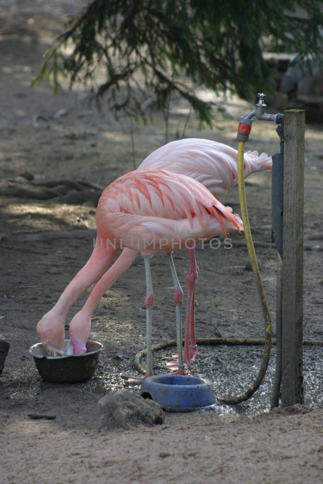Flamingos