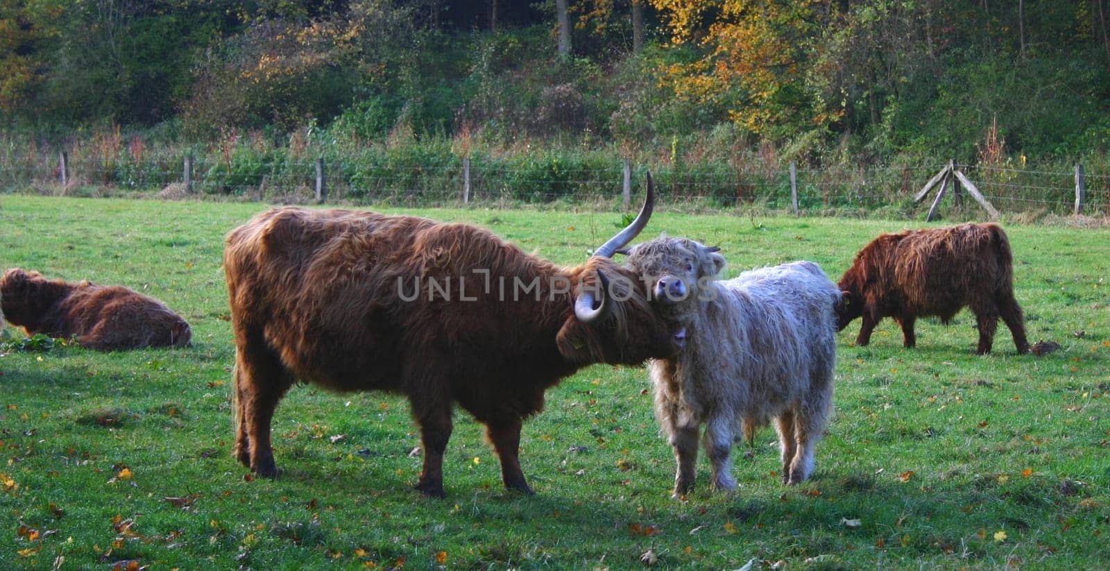 ... seen today in the Haxtergrund,I am always amazed at the equanimity of these animals... a horde of preschoolers can't upset them.
